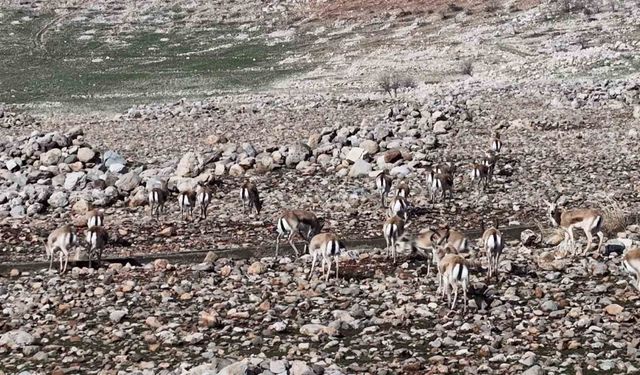 Cudi Dağında ceylan popülasyonu 165’e ulaştı