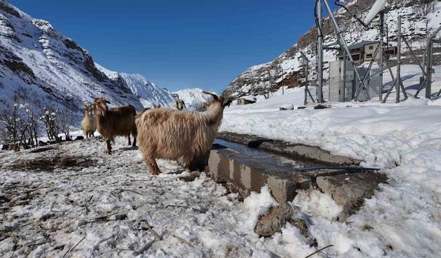 Şırnak’ta keçi besiciliği gittikçe yok oluyor