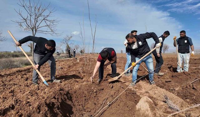 Şanlıurfa Büyükşehir Belediyesi’nden 20 bin çınarlık yeşil hamle