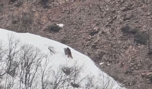 Pülümür Vadisi’nde oyun oynayan ayılar görüntülendi
