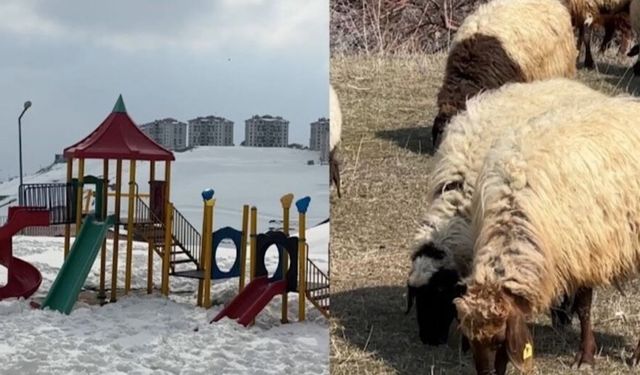 40 kilometre arayla iki mevsim: Yüksekova’da kar, Esendere’de bahar mesaisi