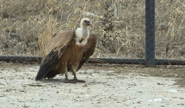 Tedavi edilen yaban kuşları özgürlüğe kanat çırpmaya hazır