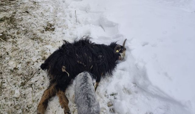 Hakkari’de Ahır Çöktü: 5 Koyun Telef Oldu