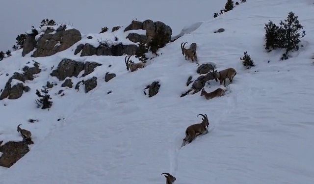 Munzur Dağları’nda yaban keçileri karlı zirvelerde görüntülendi