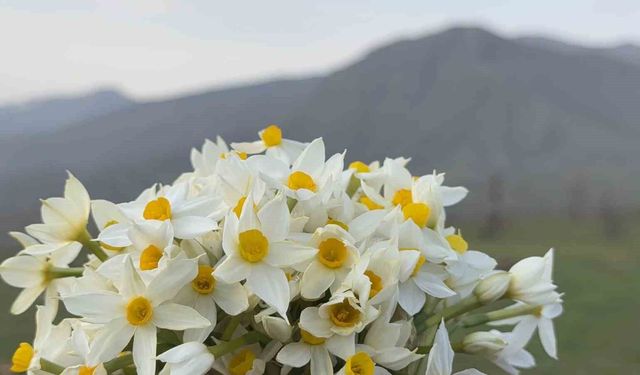 Derecik ilçesinde bahar yüzünü gösterdi