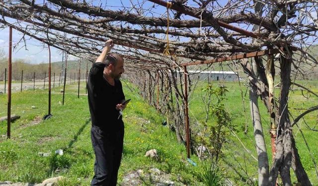 Batman’da ani hava değişimleri meyve bahçelerini vurdu