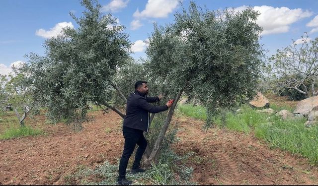 Şanlıurfa’da zeytin üreticilerine kritik uyarı
