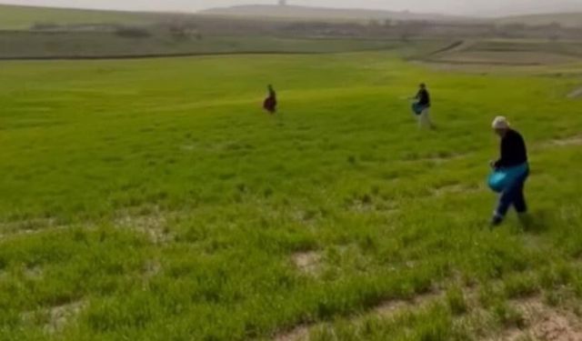 Siirt’te çiftçilerden zorlu mesai: Gübreleme eski usulle yapıldı