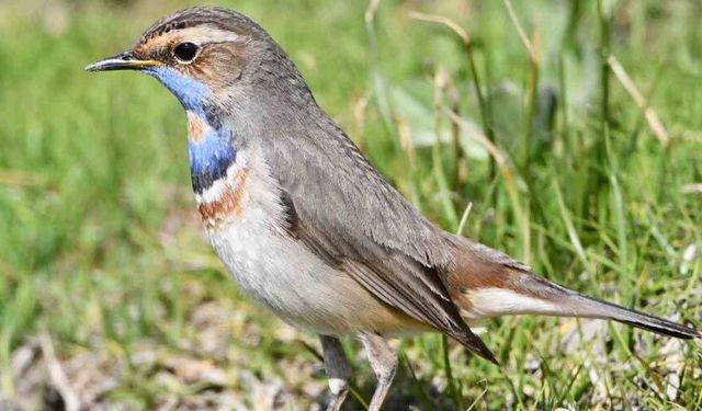 Van Gölü havzası göçmen kuşlarla renklendi