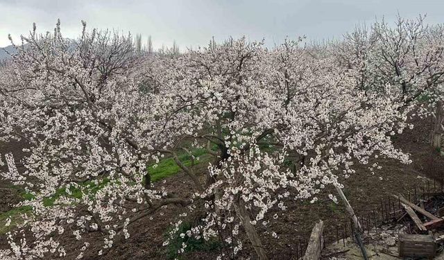 Kars’ta kayısı bahçeleri beyaza büründü: Bereketli sezon umudu