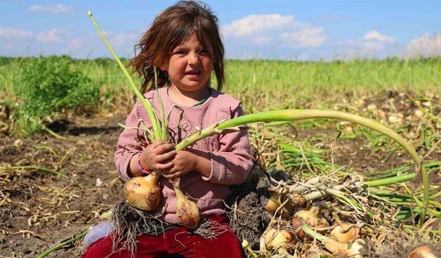 Turfanda soğanda hasat başladı, fiyatı arz-talep belirleyecek