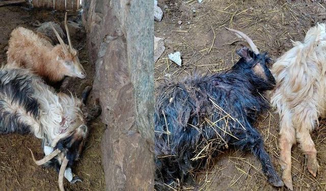 Hakkari'de çok sayıda küçükbaş hayvan telef oldu