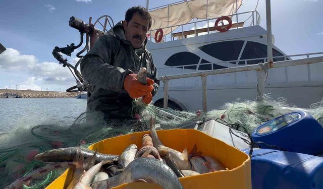 Van Gölü’nde inci kefali için av yasağı: Kaçak avlanmanın cezası 16 bin TL