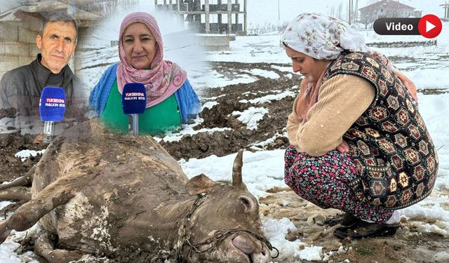 Yüksekova’da bir annenin emeği yok oldu: Şimdi gözyaşlarıyla destek bekliyor