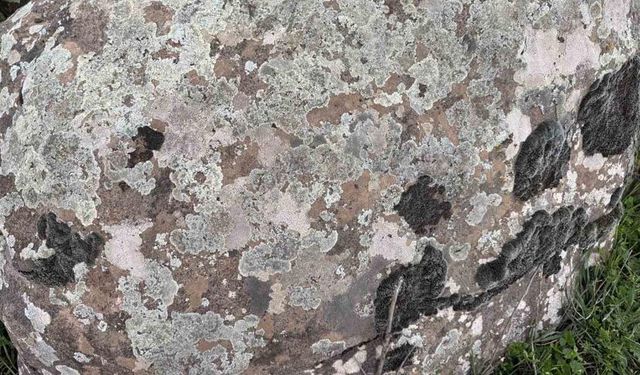 Taşların üzerindeki yosunları kına gibi kullanıyorlar