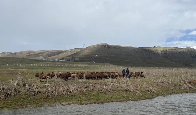 Ağrı’da 120 bin lira maaşa rağmen çoban bulunamıyor