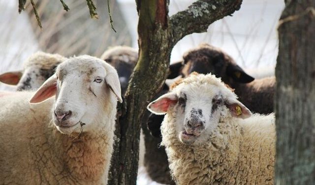 Diyanet 2026 kurban vekalet bedellerini açıkladı