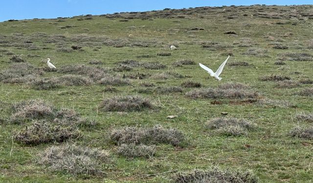 Sığır balıkçılları Yüksekova’da yiyecek ararken görüntülendi