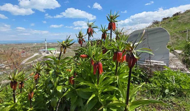 Van’da açan ters laleler göz kamaştırıyor