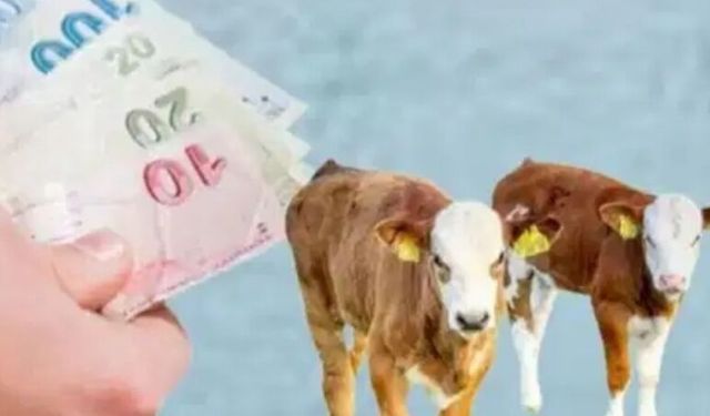 Yüksekova’da buzağı ve kuzu-oğlak destekleri başladı!