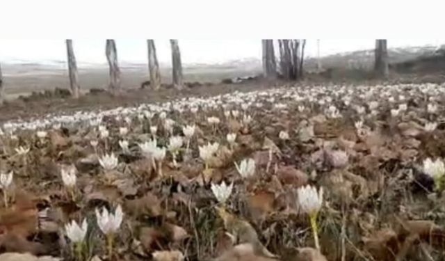 Özalp’te baharın müjdecisi çiğdemler açtı