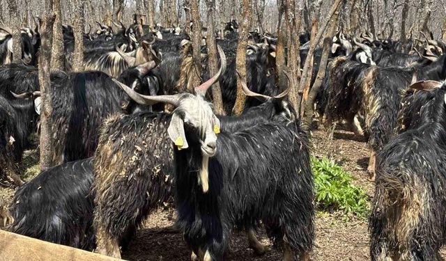 Bingöl’de soğuklar yaylaya çıkışı geciktirdi: Hayvanlar besiye alındı