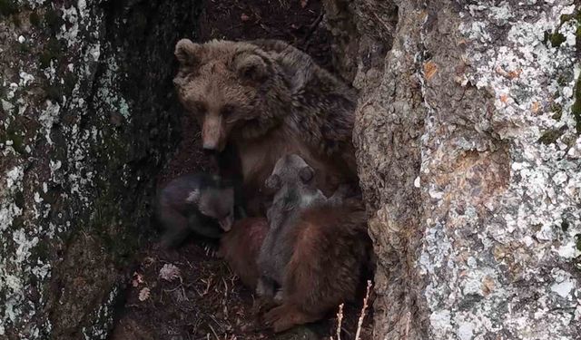 Tunceli’de belgeselleri aratmayan görüntüler