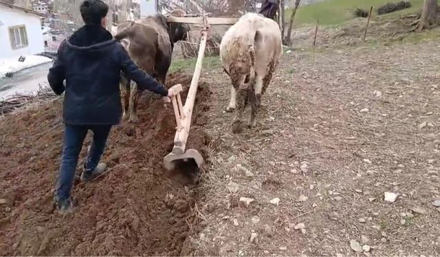 Zamana direnen gelenek: Bahçesaray’da traktörün giremediği dik yamaçlarda karasaban mesaisi