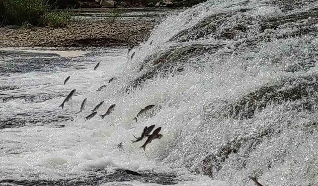 İnci kefalleri, Van Gölü’ne dökülen akarsulara girmesi için gereken ekolojik şartları tamam