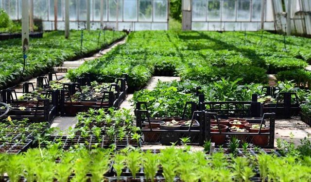 MTÜ’de yılda 500 bin süs bitkisi üretiliyor