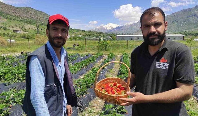 Batman’da organik Sason çileğinde yılın ilk hasadı başladı