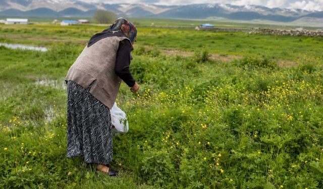 Ağrı’da asırlık gelenek: Şifalı otlar kış sofraları için hazırlanıyor