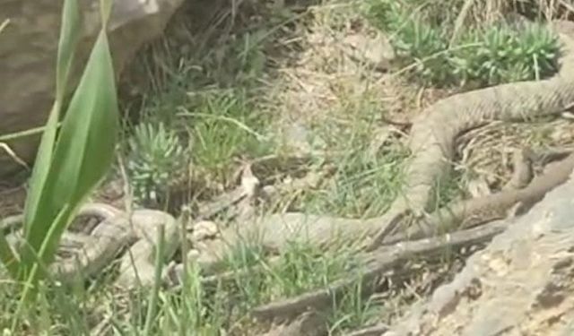 Hakkari’de doğaseverler dev engerekle karşılaştı