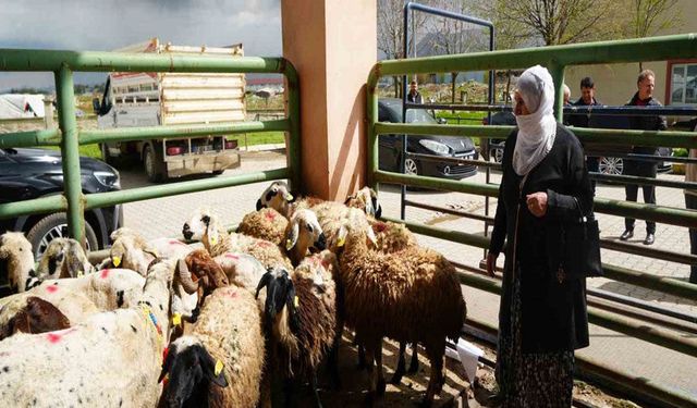 Kadın üreticilere 3 bin küçükbaş hayvan desteği