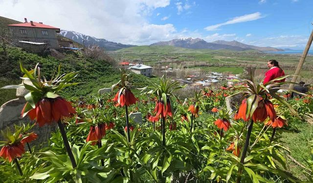 Trabzon’dan gelen ziyaretçiler ters lalelere hayran kaldı