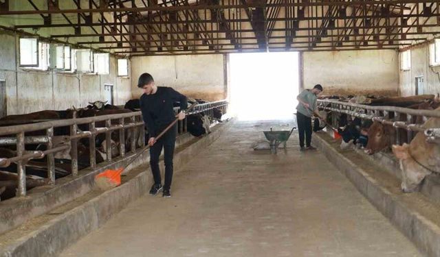 Muş’tan batı illerine 50 bin kurbanlık hayvan sevk edilecek
