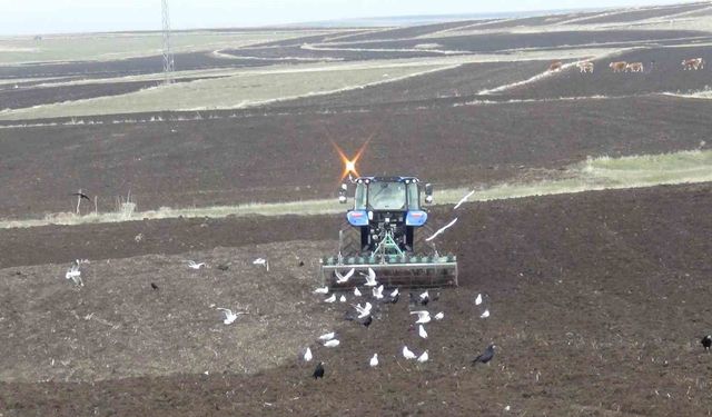 Kars’ta kış uzadı, ekim gecikti: Çiftçi zamanla yarışıyor