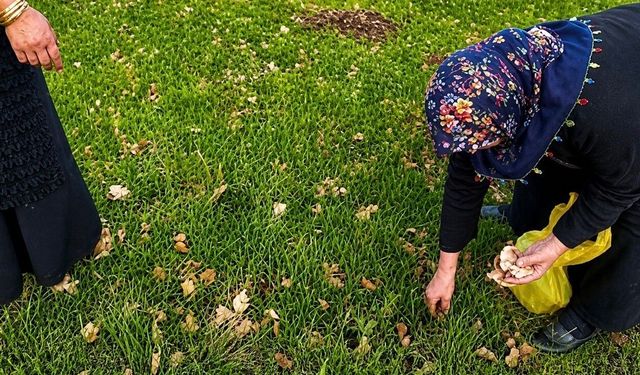 Ağrı’da kadınlar bahar otlarını topluyor
