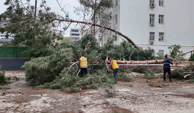 Birecik’te afetin yaraları sarılıyor