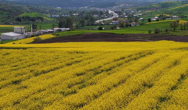 Samsun’da kanola üretimi 47 bin dekara ulaştı: Ekonomiye 350 milyon TL katkı
