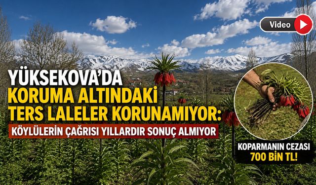 Yüksekova'da Koruma Altındaki Laleler Tehlikede: Köylüler Mezarlık Alanına Duvar İstiyor