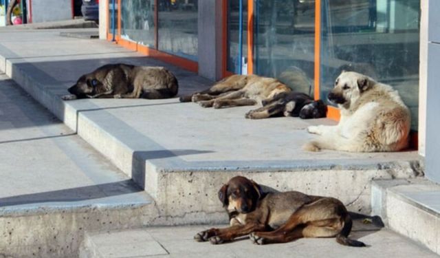 Mustafa Çiftçi: Başıboş sokak köpeği sorunu çözüme kavuşuyor