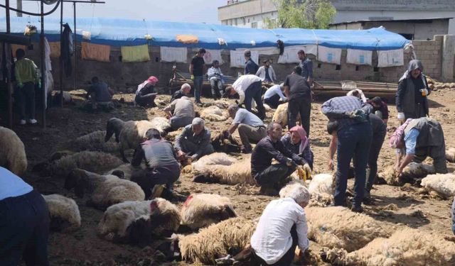 Şırnak’ta göçerler yüzlerce koyunu imece usulü kırkıyor