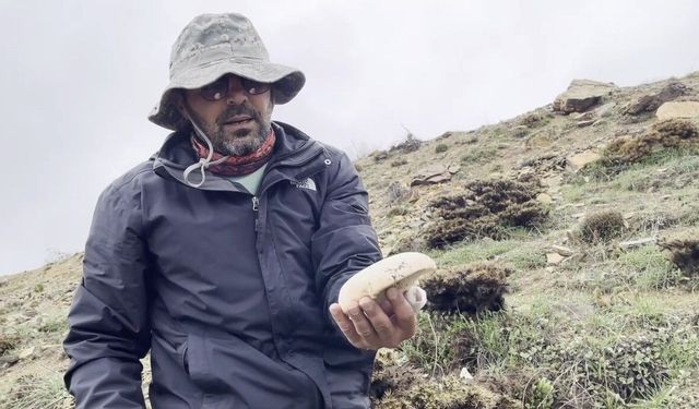 2 bin rakımda yetişen mantar altınla yarışıyor