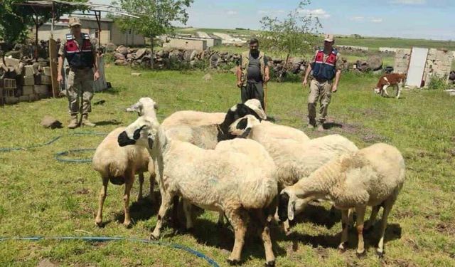 Kaybolan kurbanlıklar dron ile bulundu
