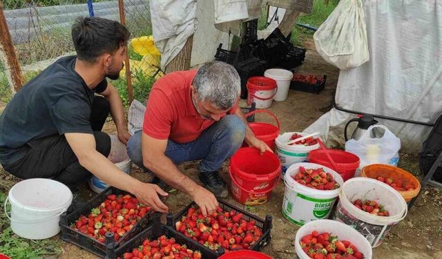 Organik çilek üreticileri pazar için destek bekliyor