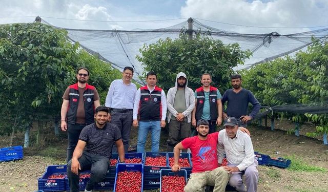 İspanyol kirazı Adana’dan Avrupa’ya ihraç ediliyor