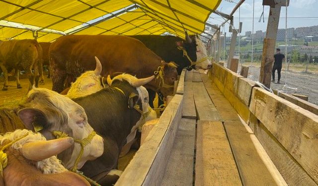 Kurban Bayramı’na sayılı günler kala hayvan pazarları kurulmaya başladı