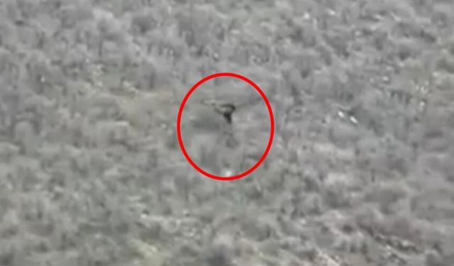 Şırnak’ta kartalın domuz avı kamerada