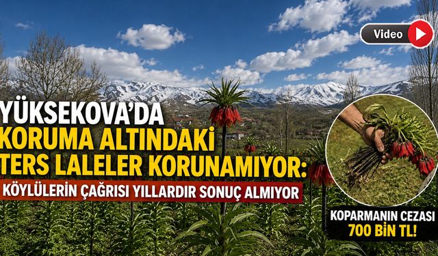 Yüksekova'da Koruma Altındaki Laleler Tehlikede: Köylüler Mezarlık Alanına Duvar İstiyor
